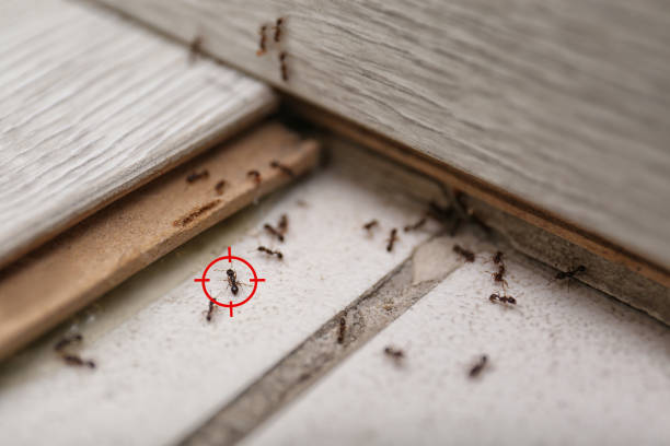 Best Spider Control Near Me  in Alorton, IL