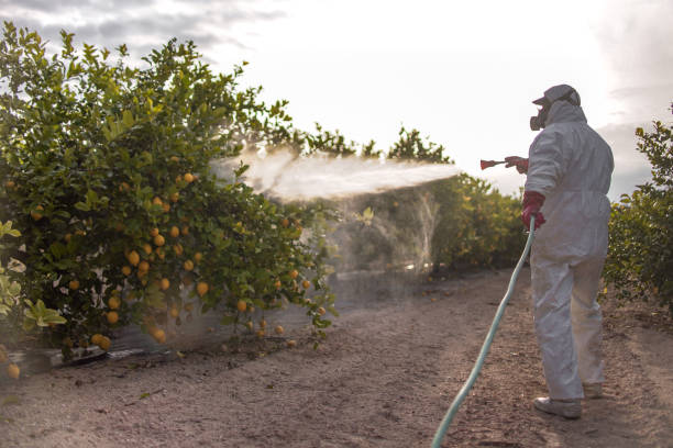 Best Flea Control Services  in Alorton, IL
